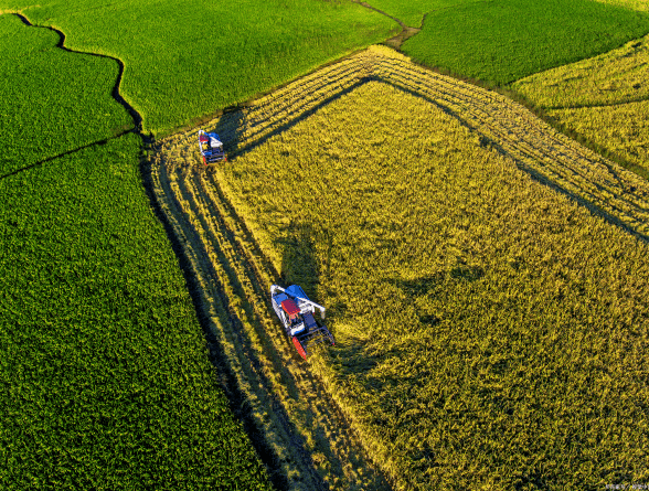 （圖：農作物）